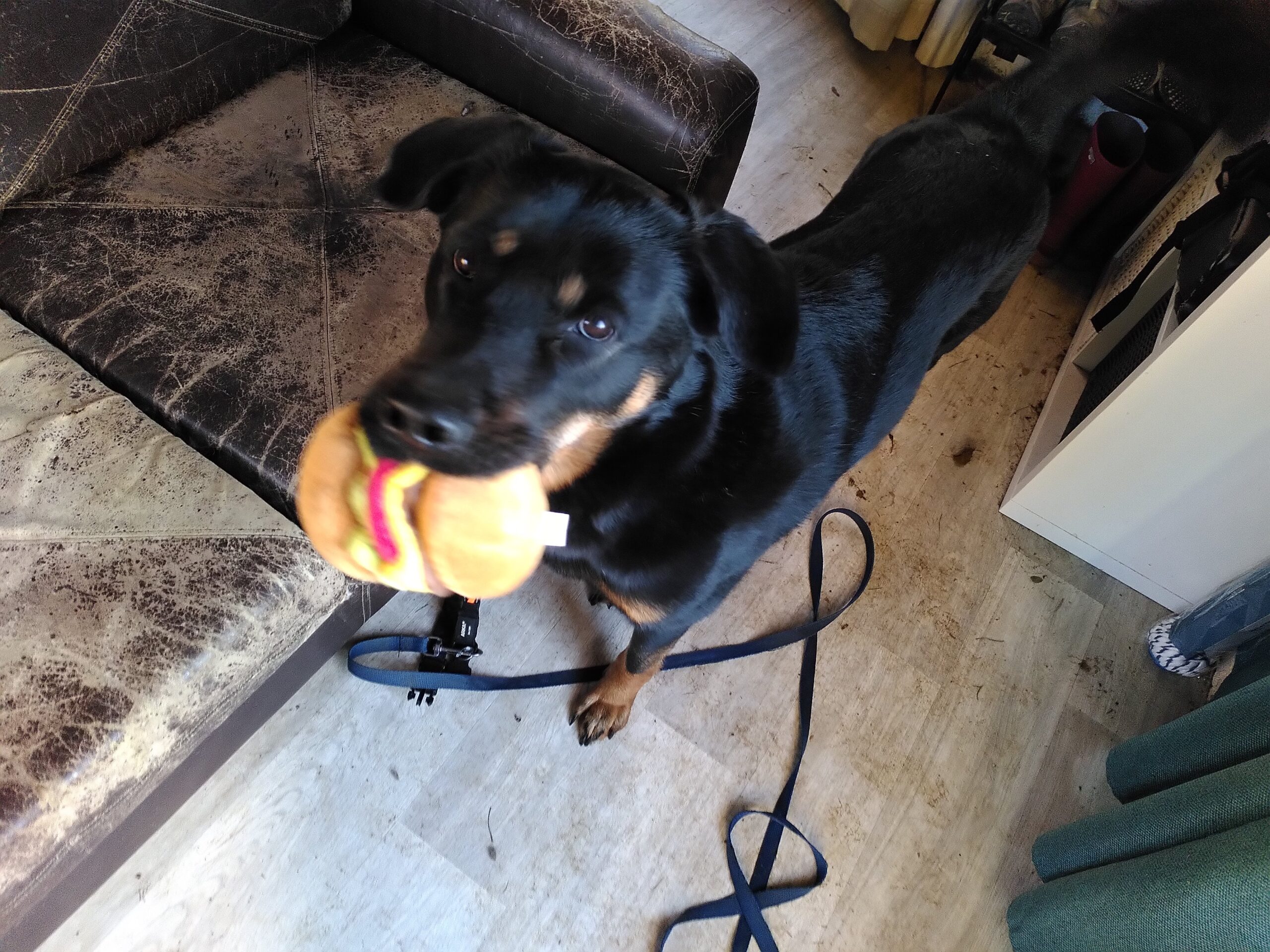 Un chien couleur noir et feu, face à la caméra. Il tient un jouet en forme d'hamburger dans la gueule.
