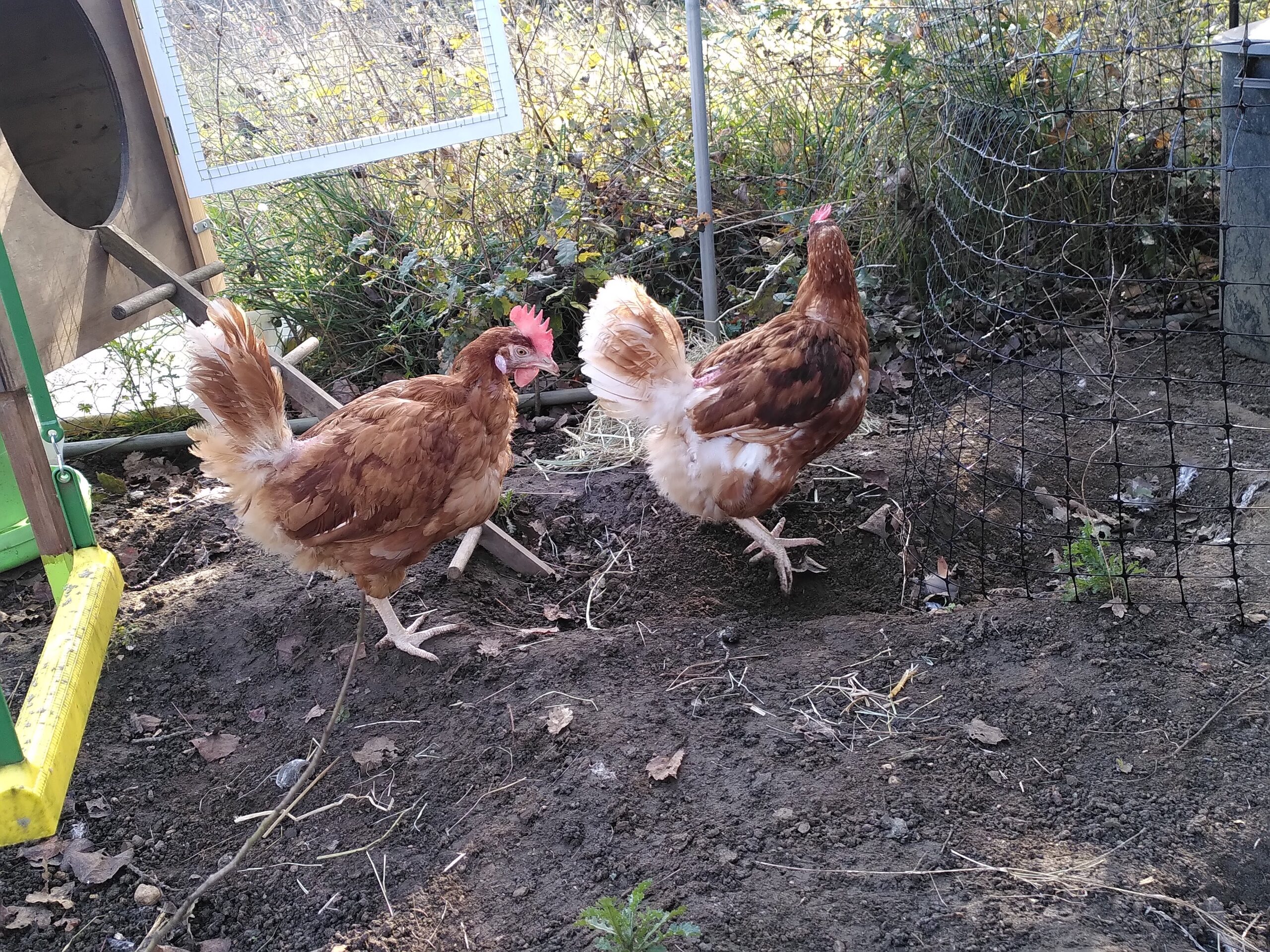 Deux poules rousses face à face dans un enclos. A coté d'elles, un filet sépare l'enclos en deux.