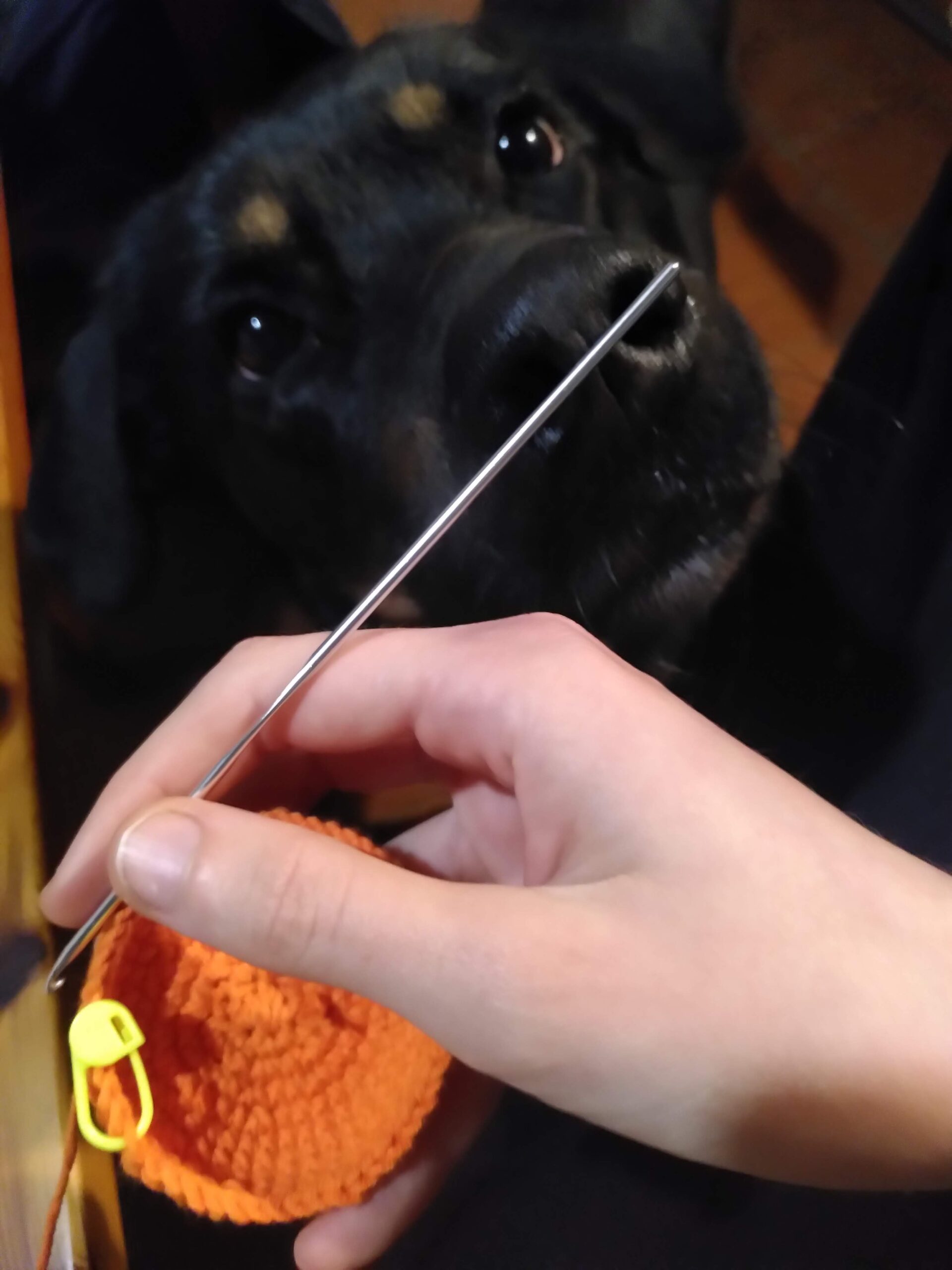 Un début de renard en crochet, tenu par une main, devant un chien couleur noir et feu qui renifle le crochet.