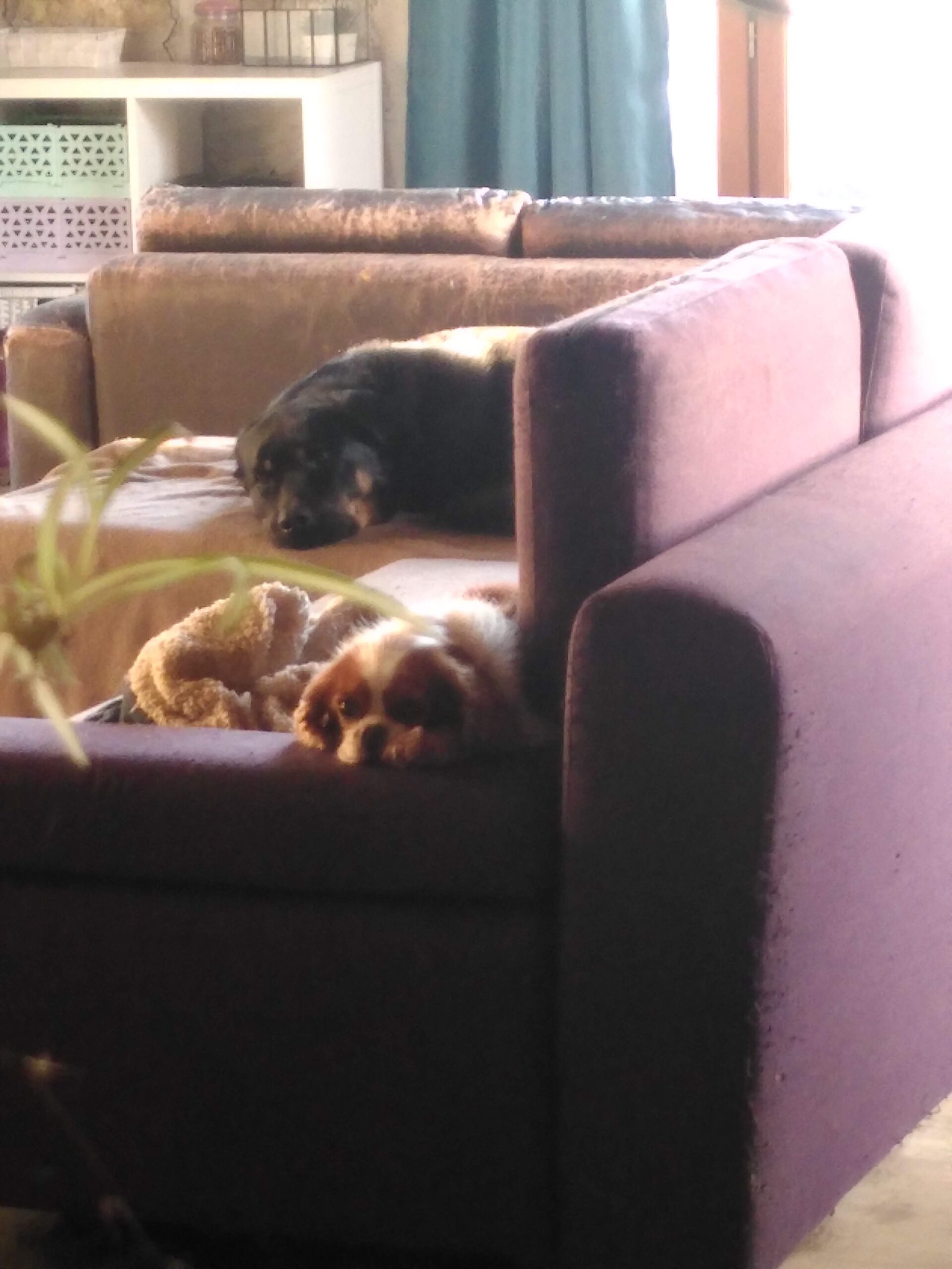 Une chienne blanc et marron et un chien noir et feu couchés sur un canapé violet. La chienne dort la tête sur l'accoudoir. Les deux chiens regardent la caméra.