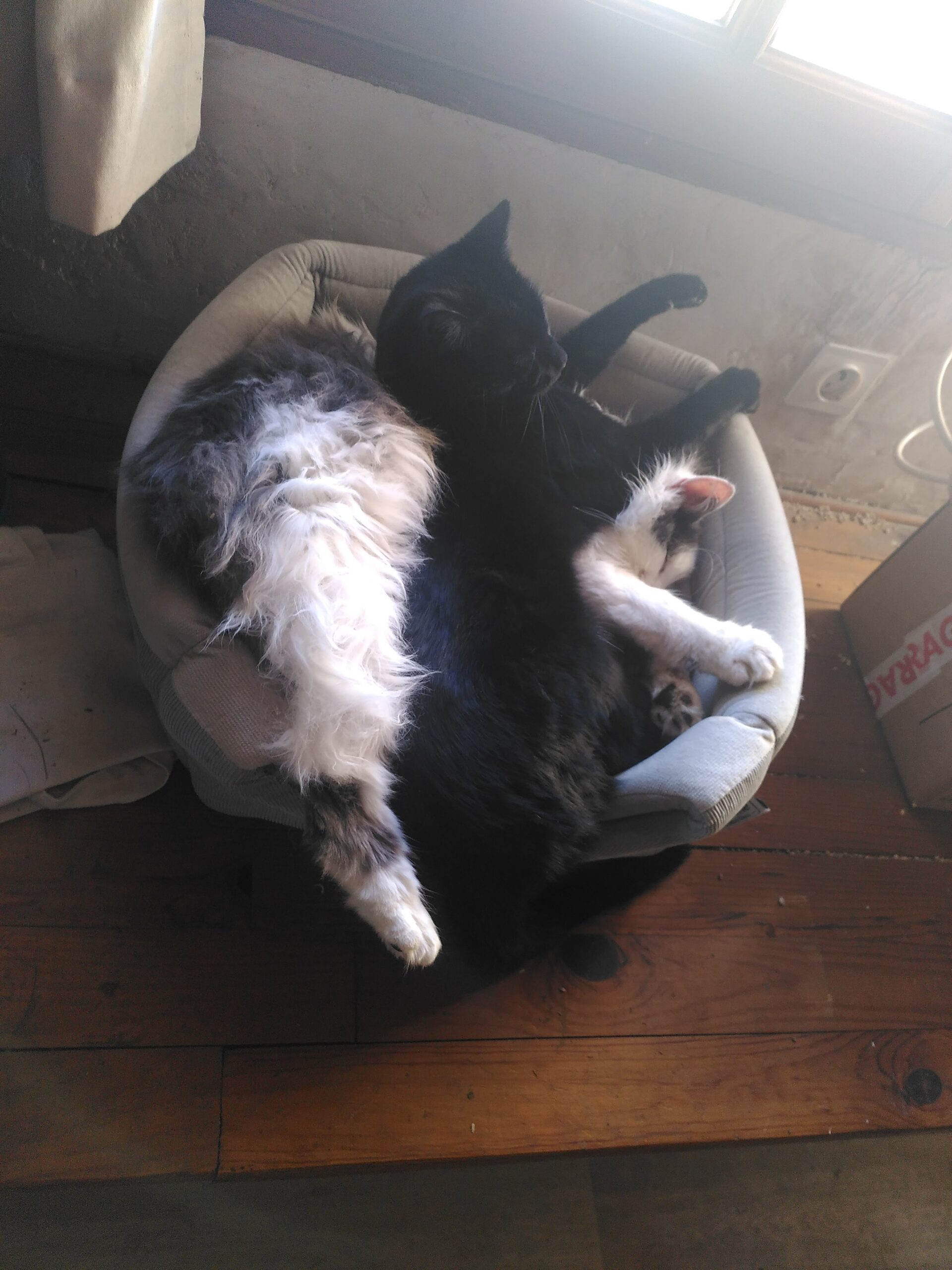 Un chat noir et un chat blanc et gris qui dorment l'un sur l'autre dans un panier.