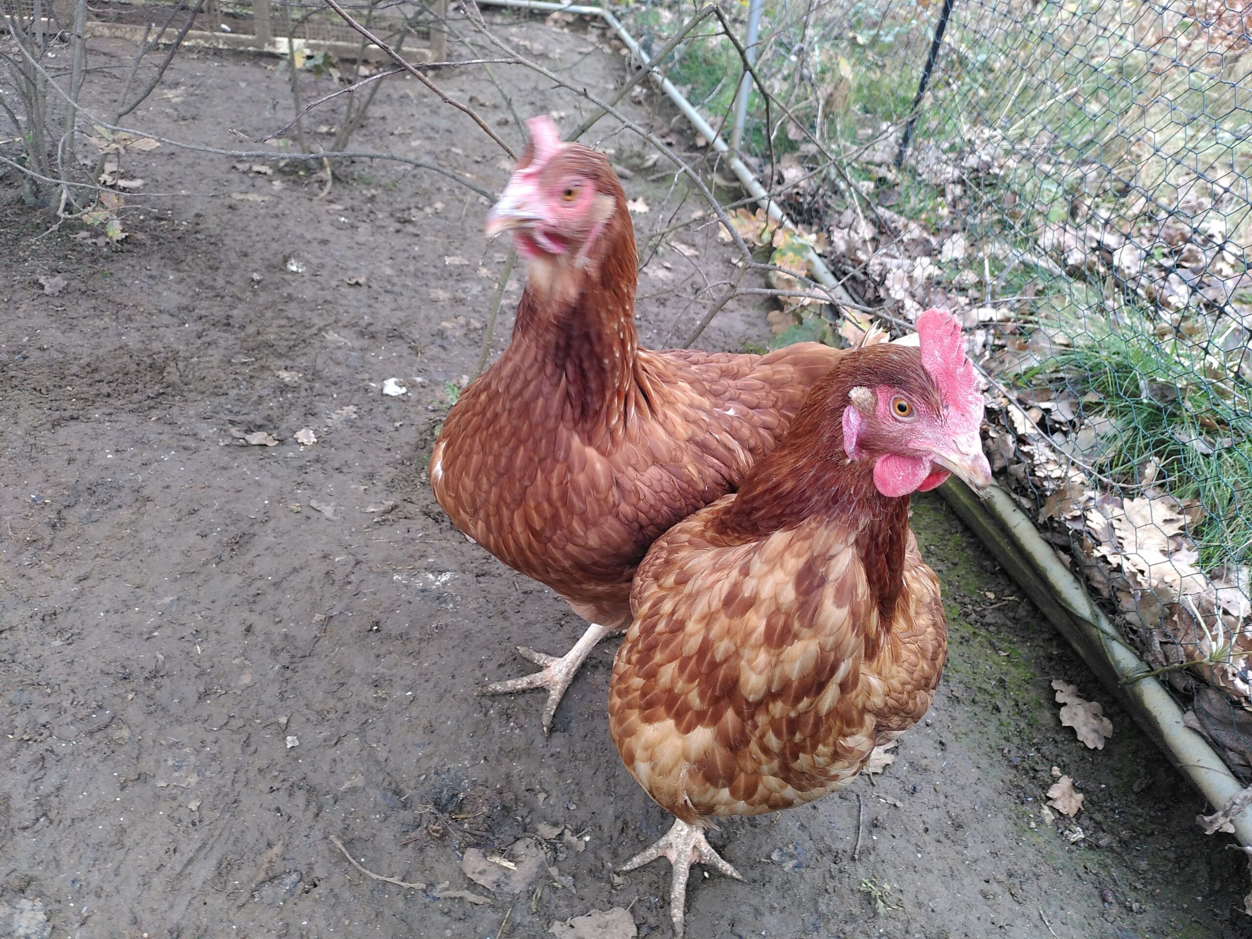 Deux poules rousses qui regardent la caméra