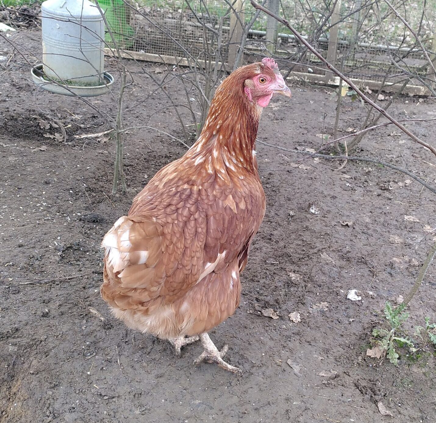 Une poule rousse de dos, qui regarde la caméra.