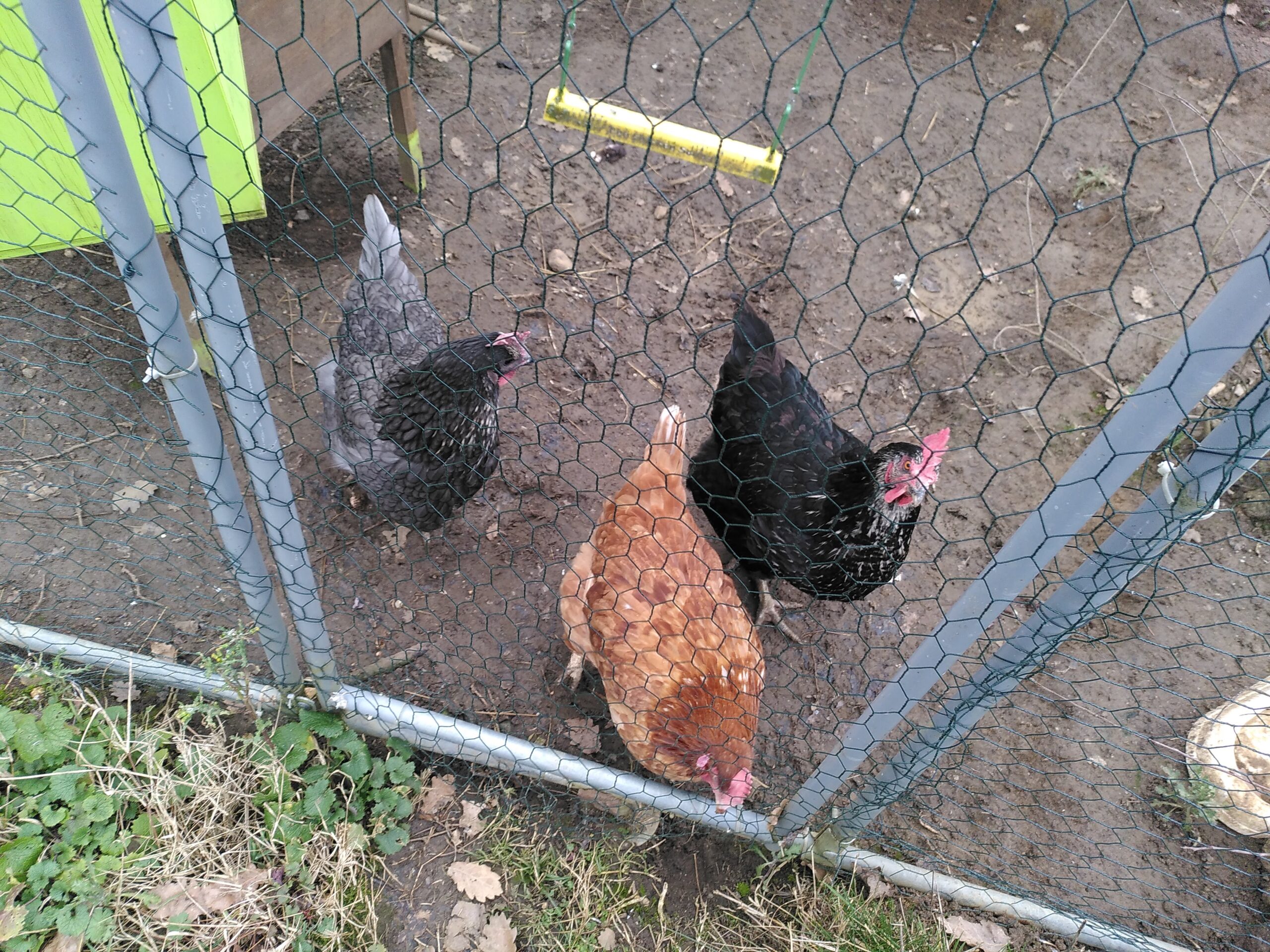 Trois poules devant la porte de leurs enclos. Elles sont à l'intérieur de l'enclos, la caméra est à l'extérieur.