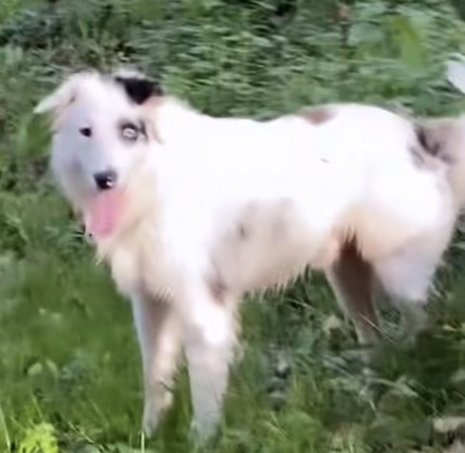 Un chien blanc avec des taches noires, debout de coté, qui regarde la caméra en haletant, langue sortie.