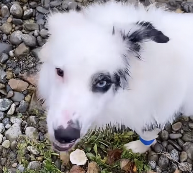 Un chien blanc avec des taches noires qui regarde la caméra. La photo est prise de dessus, on ne voit que sa tête