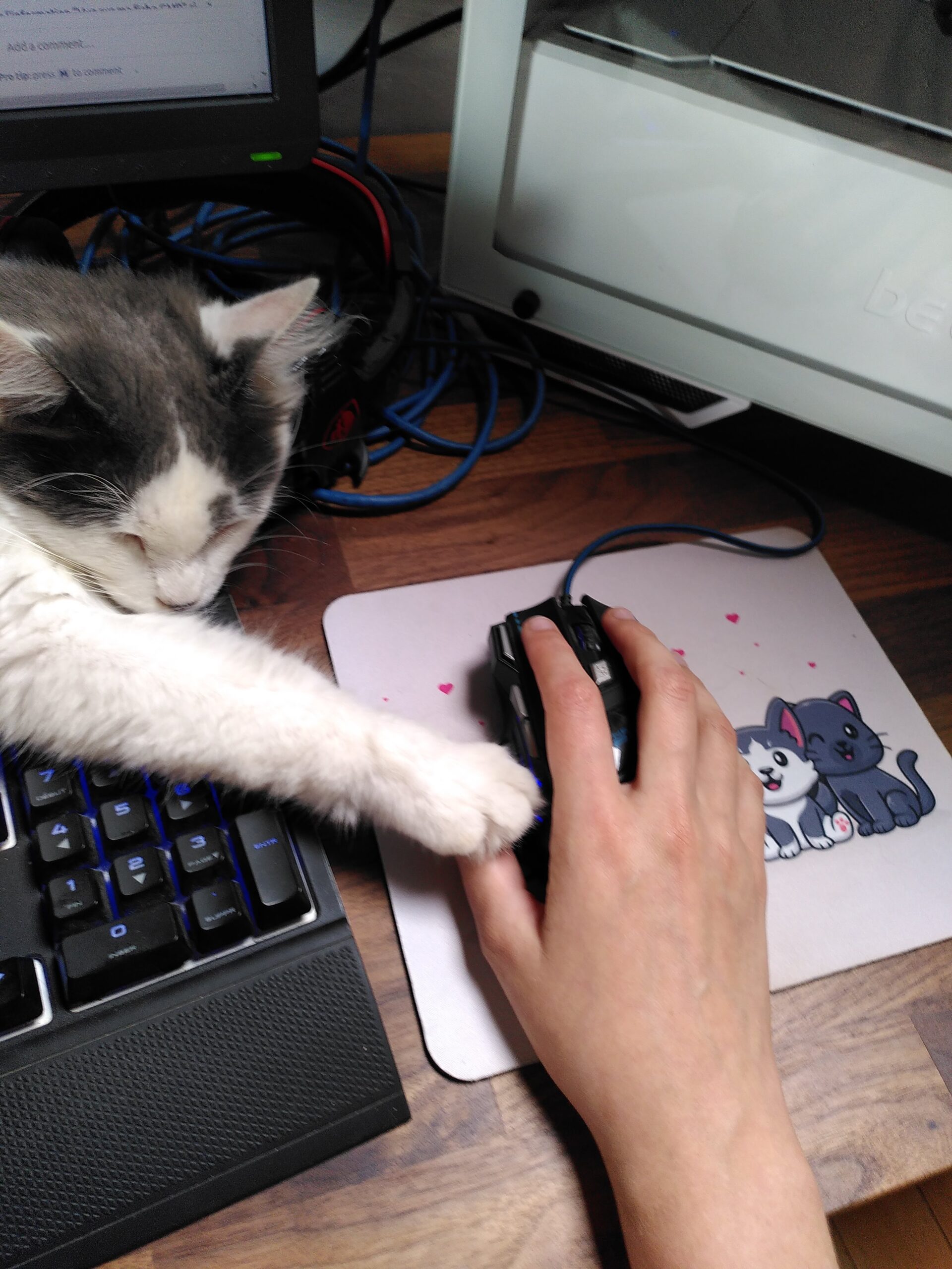 Un chat qui dort la patte posée sur ma main, elle même posée sur une souris d'ordinateur.