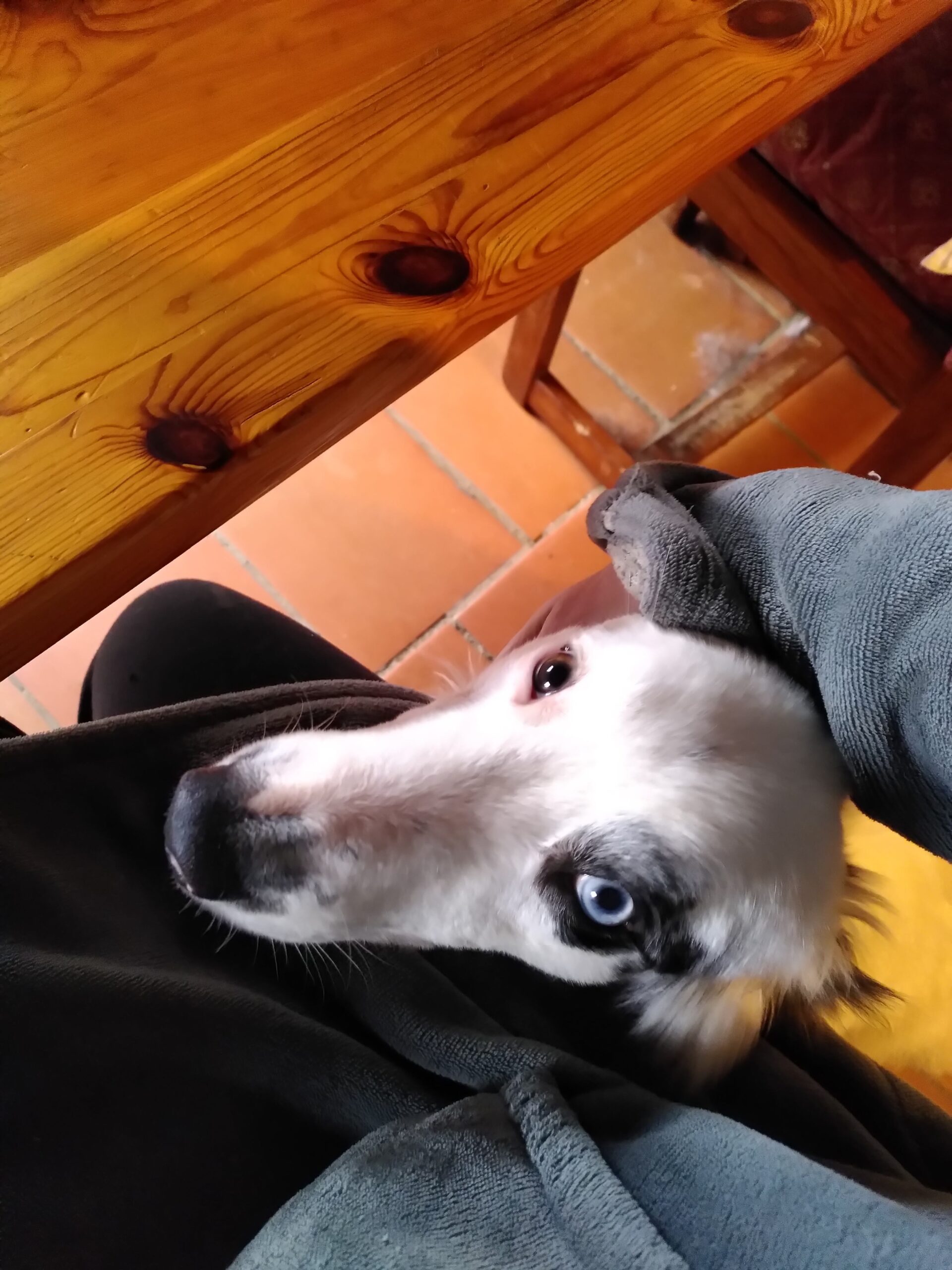Un chien blanc avec des taches noires qui appuie sa tête sur une jambe. Une main lui carresse la tête pendant qu'il regarde la caméra.