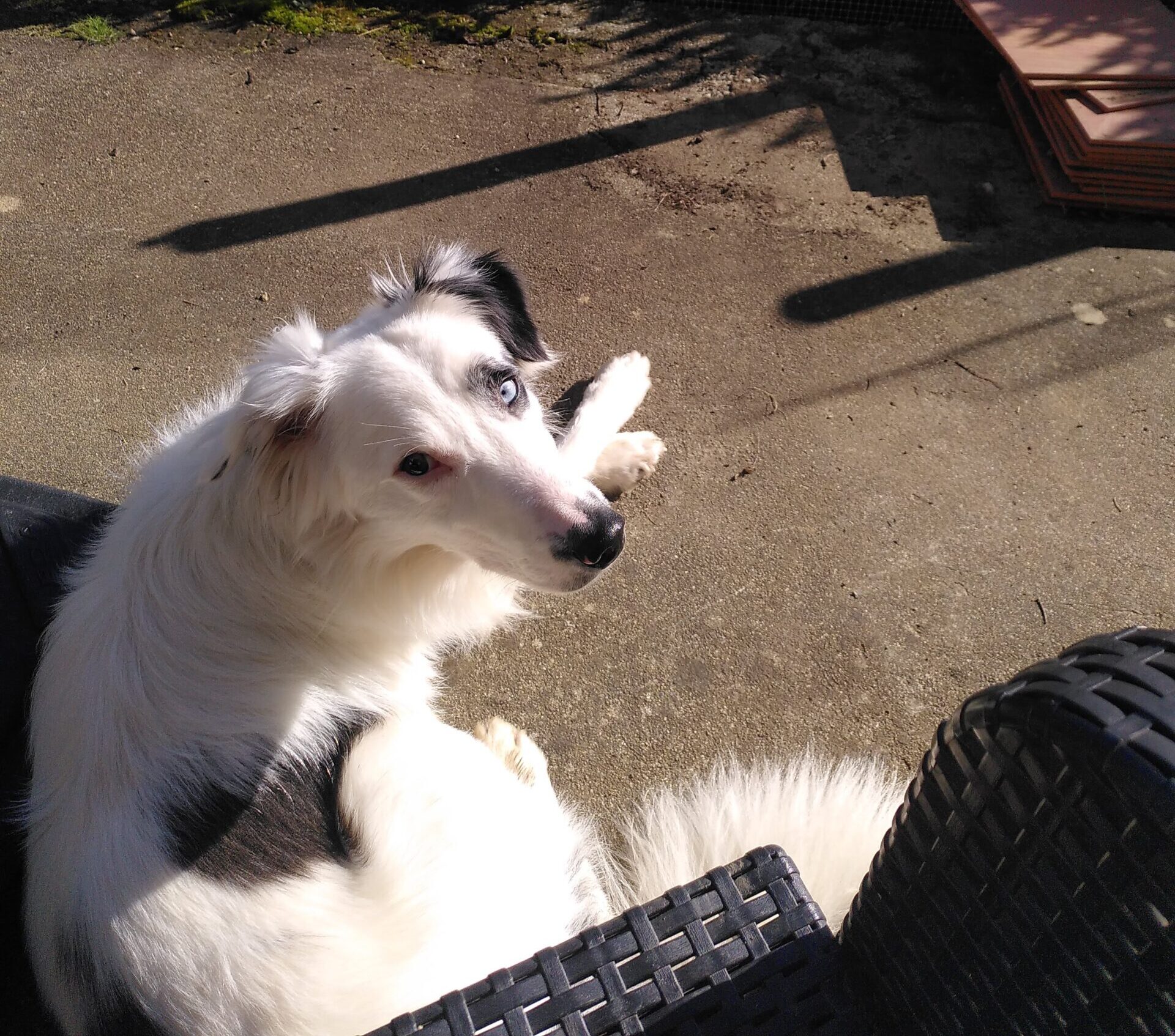 Un chien blanc avec des taches noires qui est couché sur une terrasse. Il a les pattes avant croisées et il regarde la caméra.