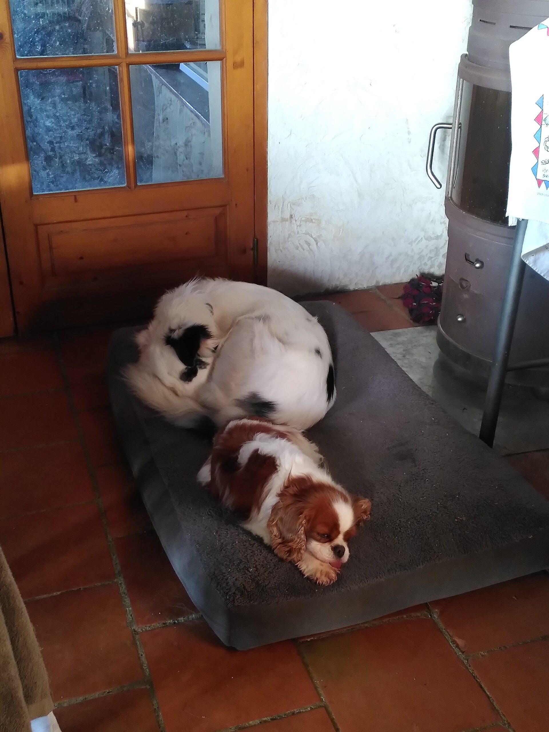 Un chien blanc avec des taches noires et une chienne blanche et marron qui dorment cote-à-cote sur un grand coussin pour chien.