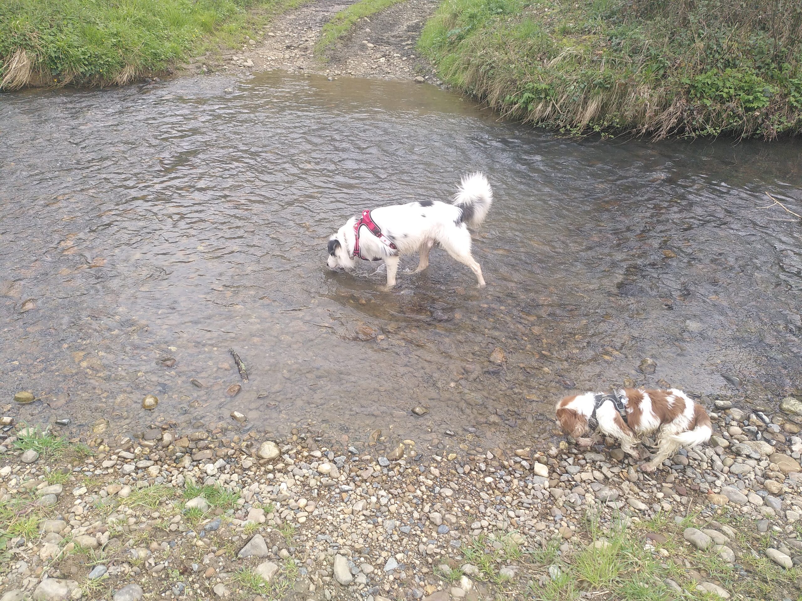 Deux chiens qui marche dans un petit ruisseau